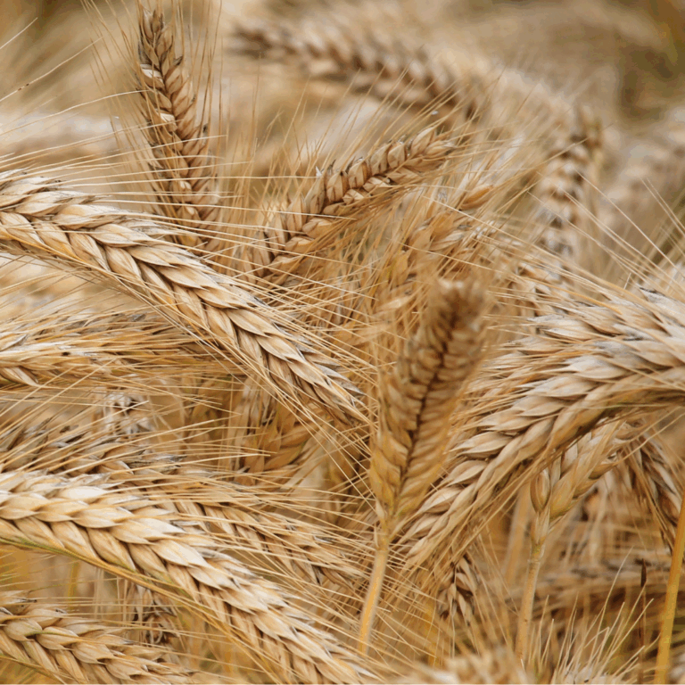 Untitled-design-23-768x768-1